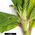 SpeciesSub: subsp. exasperatum